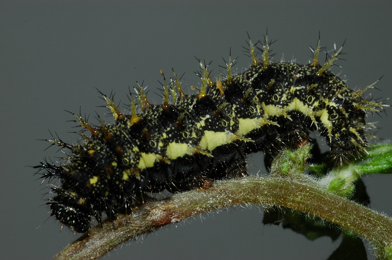 La Vanessa atalanta, la farfalla che supera l''inverno